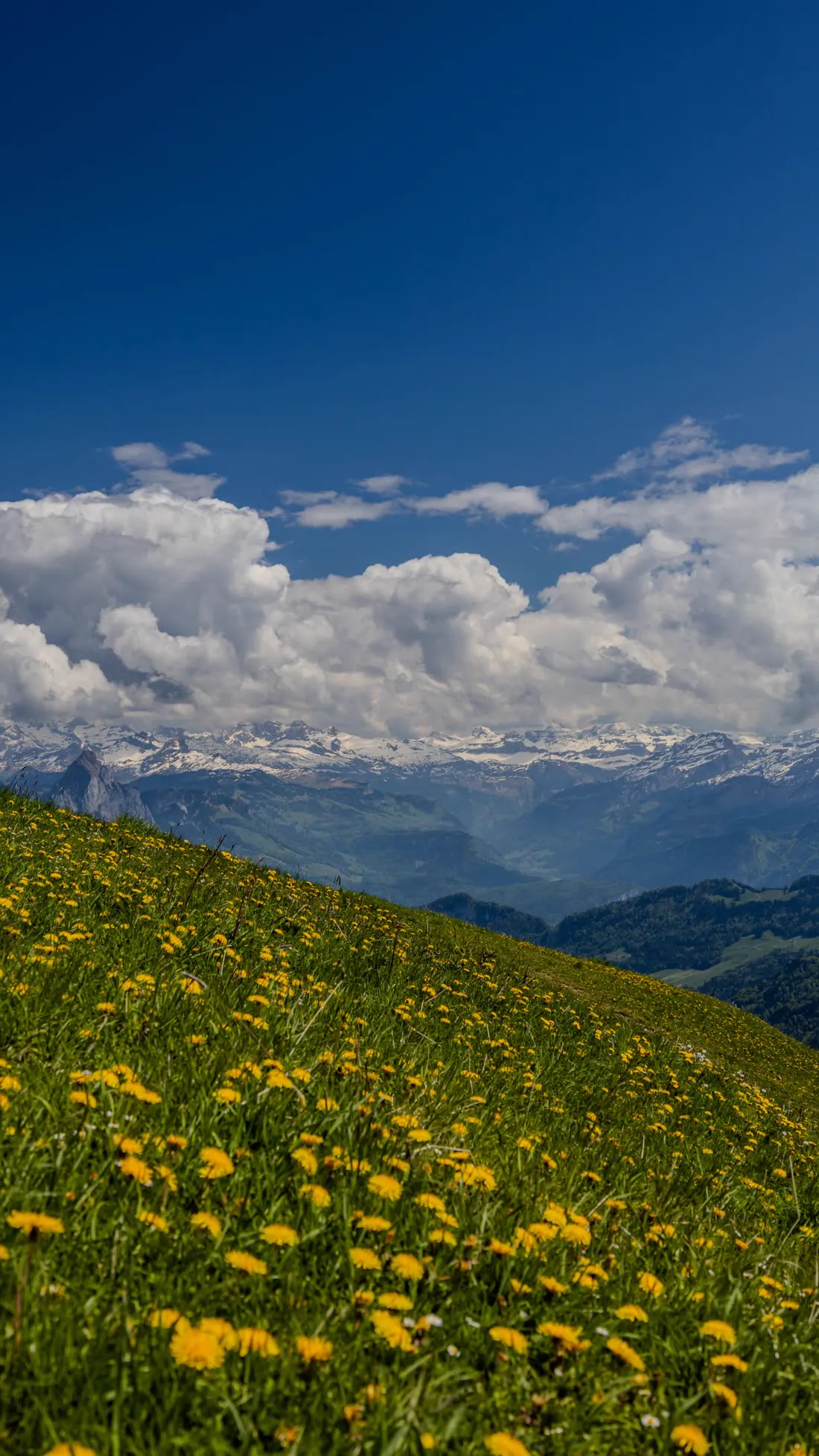 Alpages fleuris en été